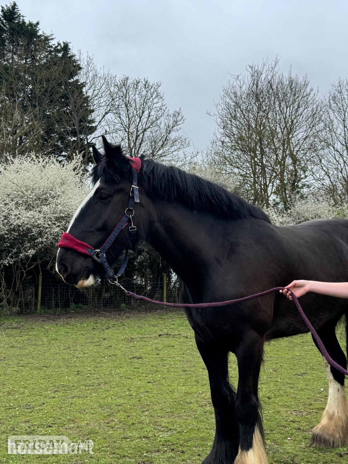 "Diana" Black Mare Cob/Heavy Horse