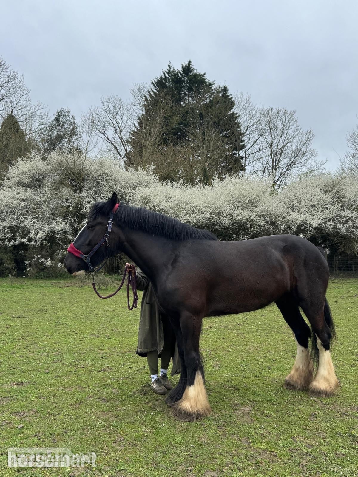 "Diana" Black Mare Cob/Heavy Horse - Horses in Hemel Hempstead
