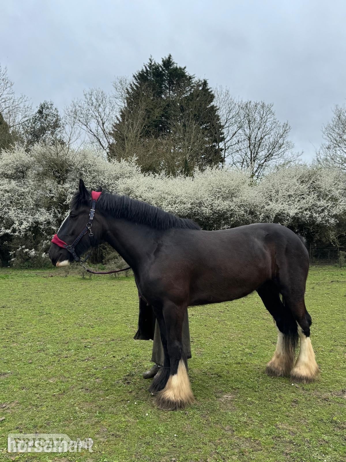 "Diana" Black Mare Cob/Heavy Horse - Horses