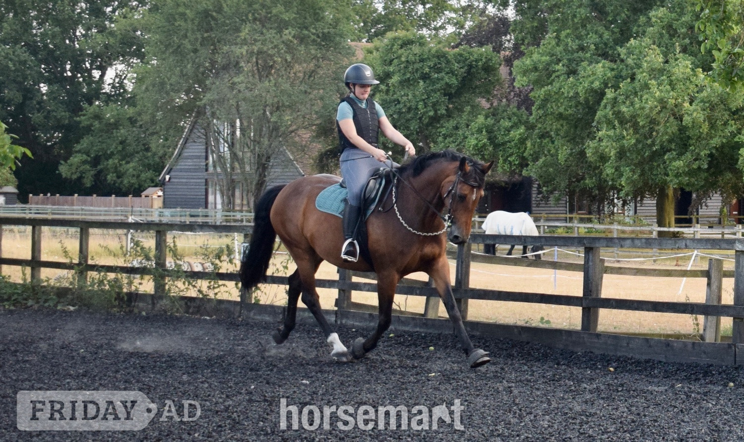 " Lovely mare seeking her person" Bay Mare All Rounder