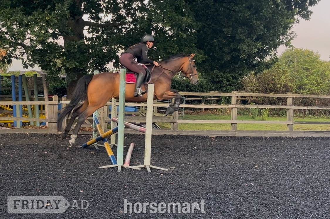 Markyate " Lovely mare seeking her person" Bay Mare All Rounder
