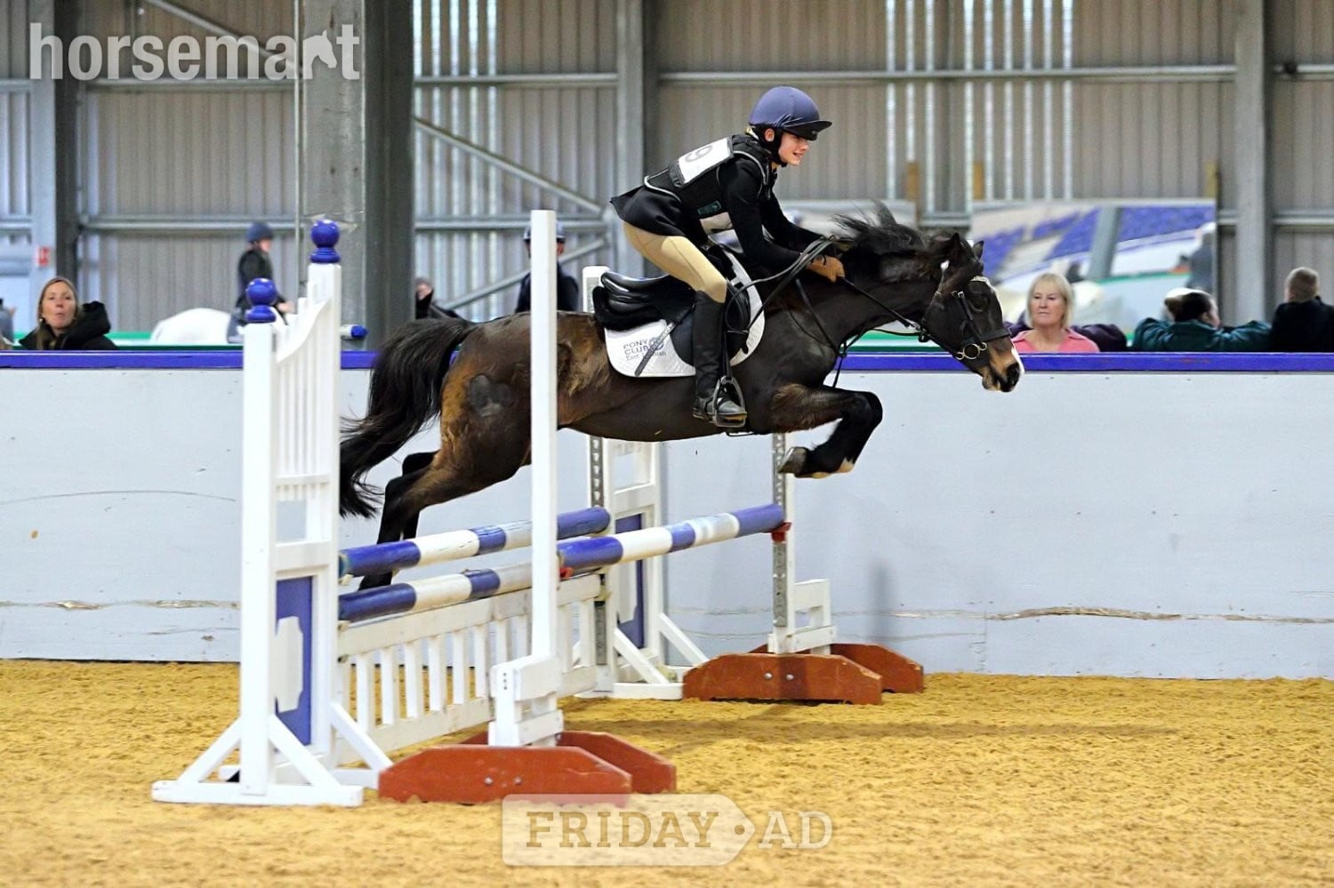 "Bathleyhills Royal Breeze (Ethel)" Bay Mare Pony Club Pony in North Berwick