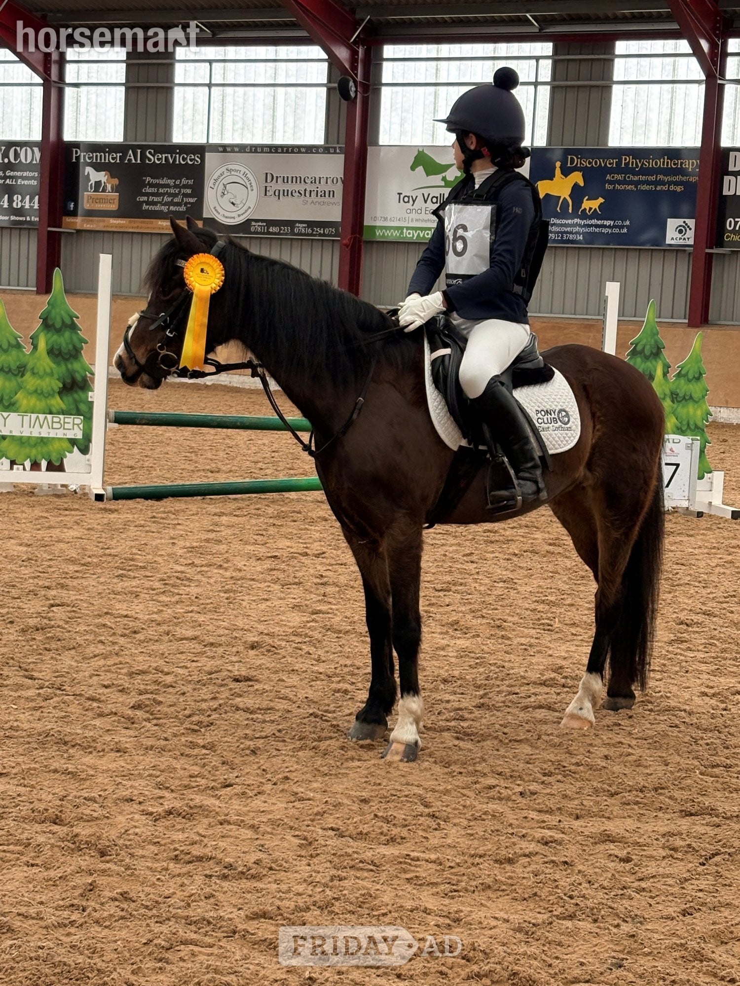 "Bathleyhills Royal Breeze (Ethel)" Bay Mare Pony Club Pony
