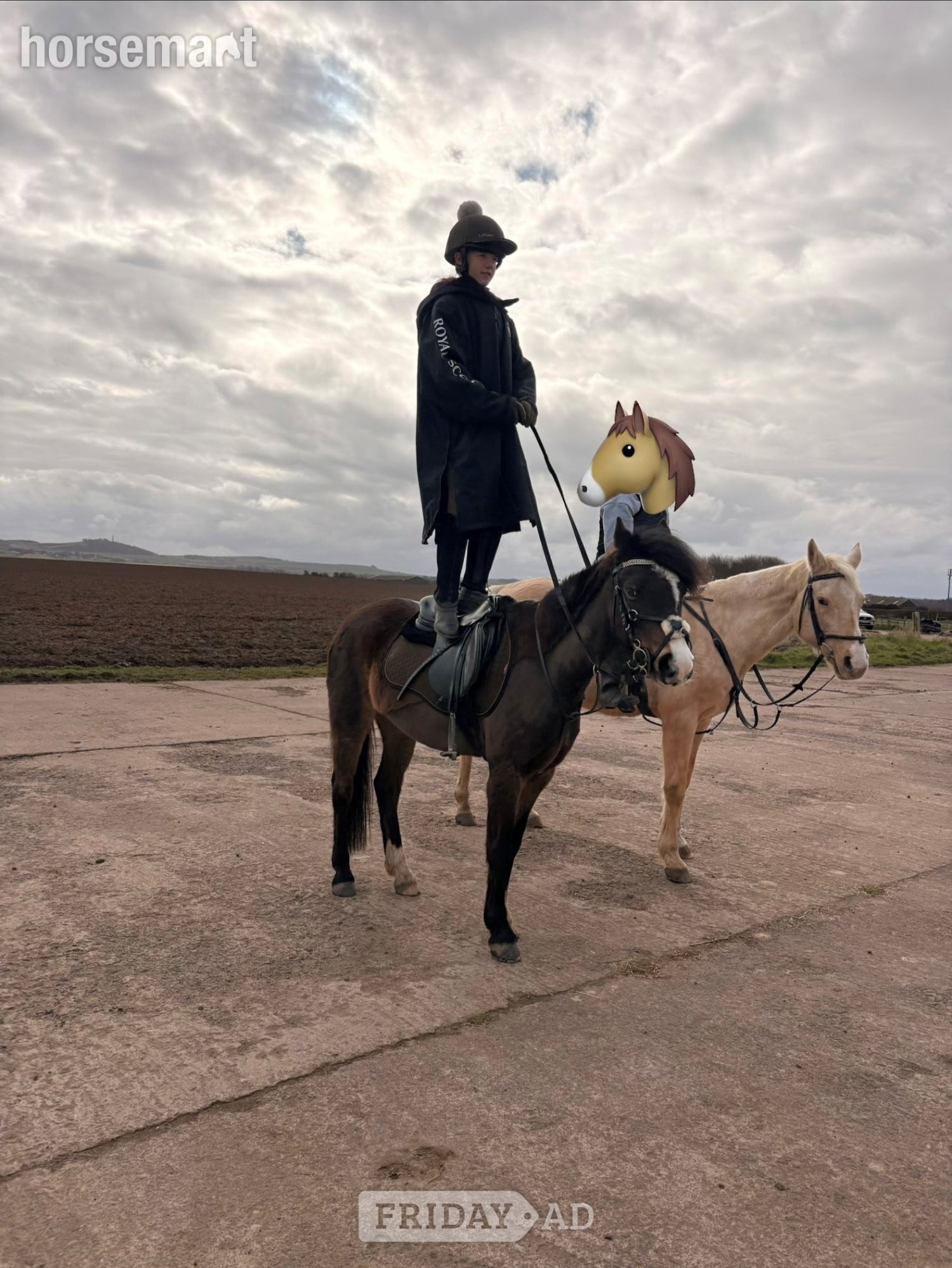 North Berwick "Bathleyhills Royal Breeze (Ethel)" Bay Mare Pony Club Pony