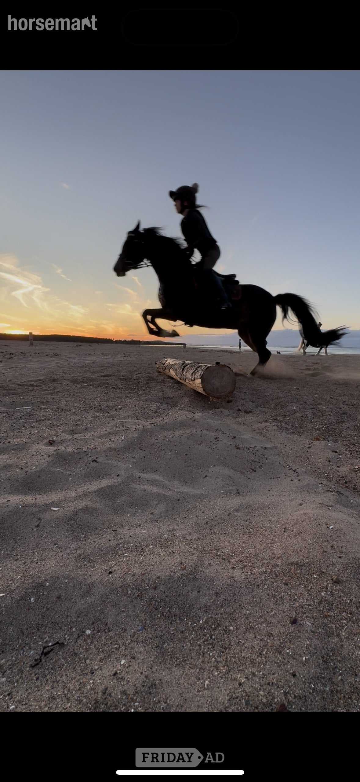 "Bathleyhills Royal Breeze (Ethel)" Bay Mare Pony Club Pony - Horses in North Berwick