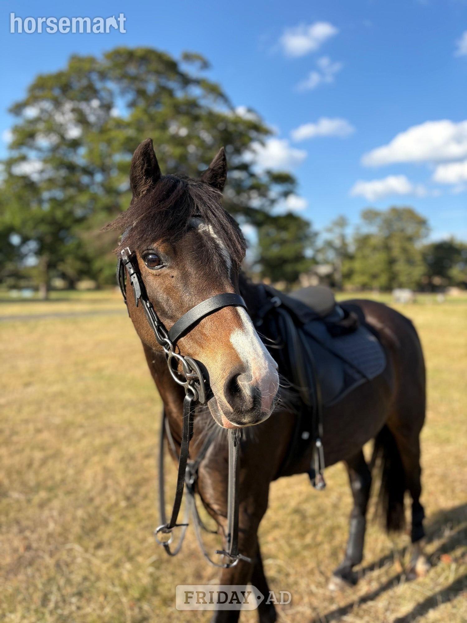 "Bathleyhills Royal Breeze (Ethel)" Bay Mare Pony Club Pony - Horses