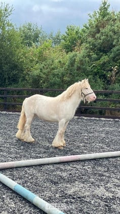 "Pony" Cremello Gelding Pony Club Pony in Crediton