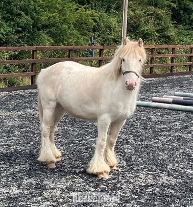 "Pony" Cremello Gelding Pony Club Pony