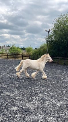 Crediton "Pony" Cremello Gelding Pony Club Pony