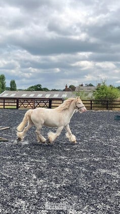 "Pony" Cremello Gelding Pony Club Pony - Horses in Crediton