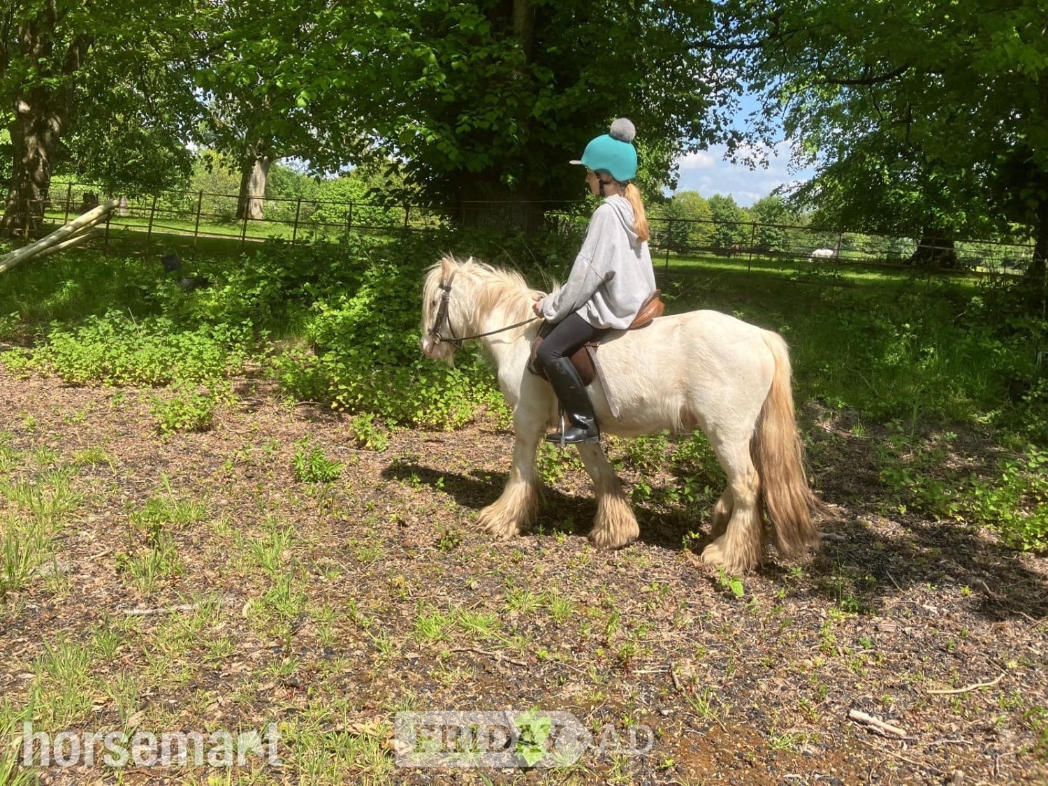"Pony" Cremello Gelding Pony Club Pony - Horses