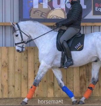 "Charlie " Grey Gelding Schoolmaster