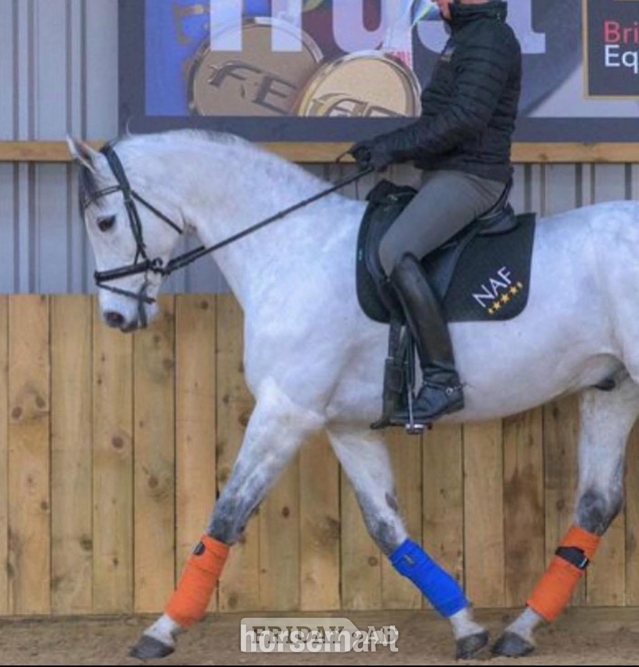 "Charlie " Grey Gelding Schoolmaster in Morpeth