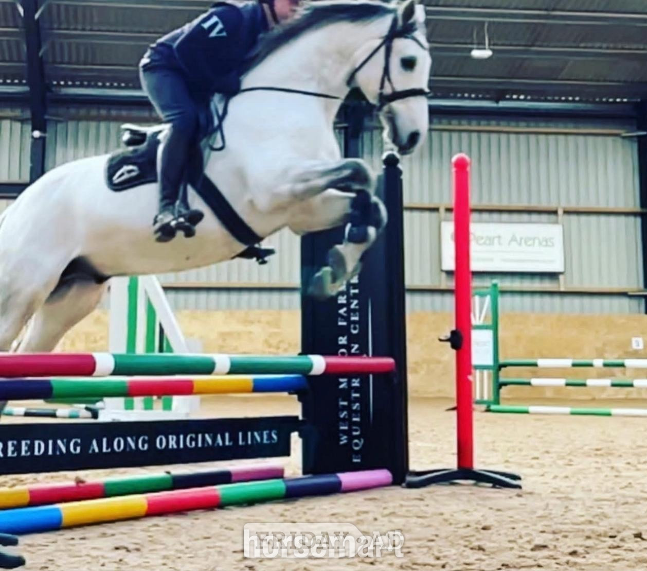 "Charlie " Grey Gelding Schoolmaster