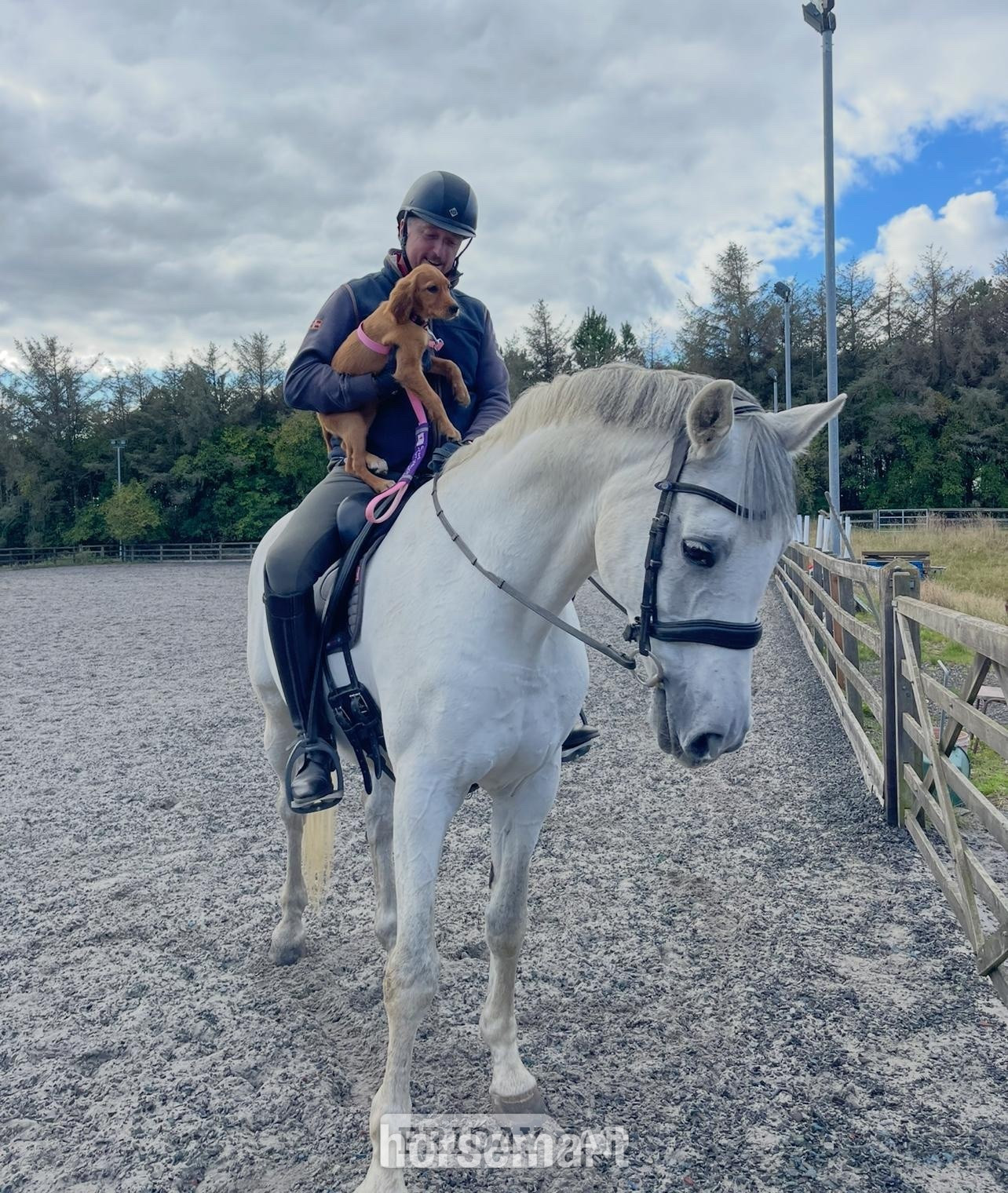 Morpeth "Charlie " Grey Gelding Schoolmaster