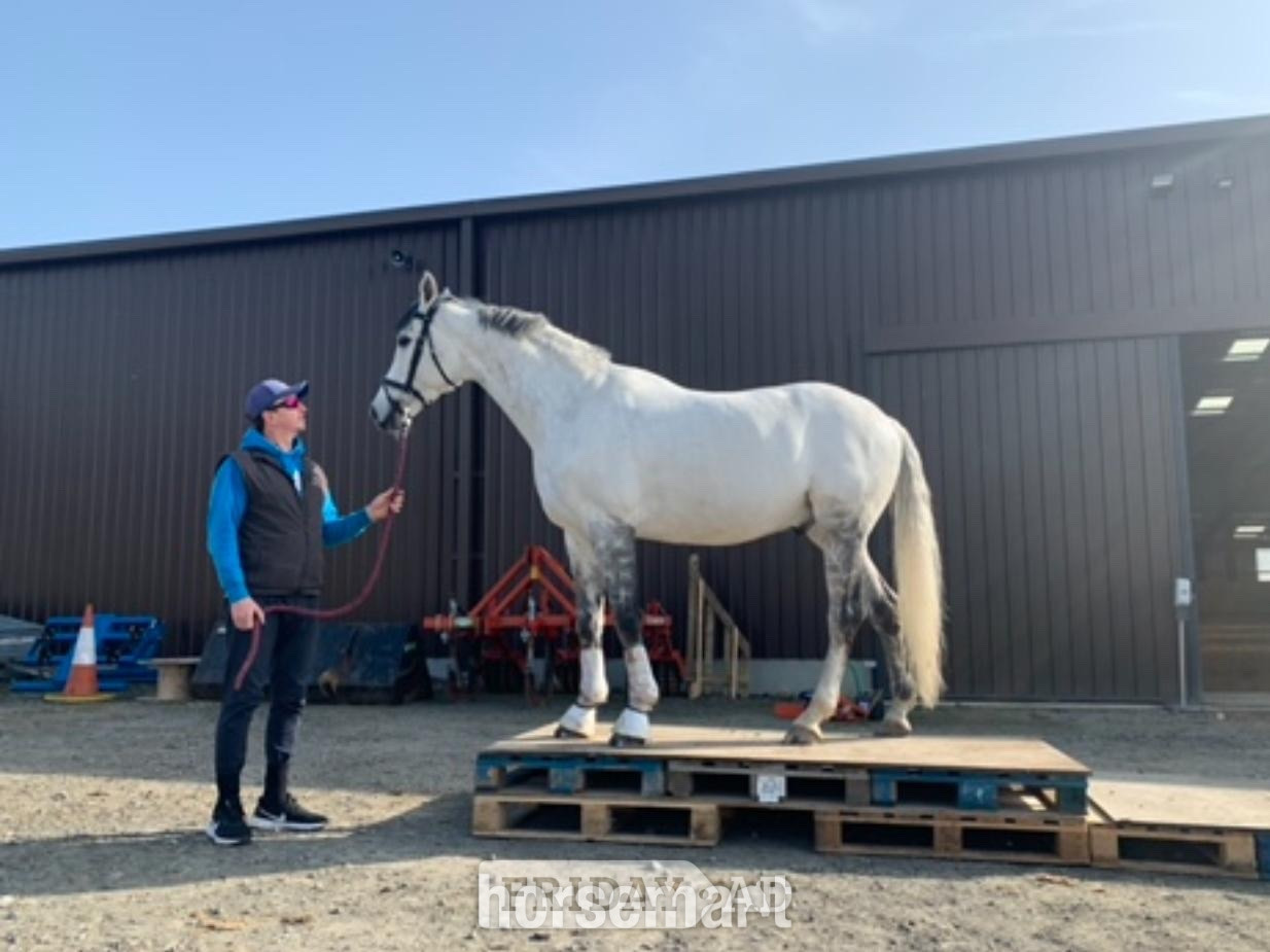 "Charlie " Grey Gelding Schoolmaster - Horses in Morpeth