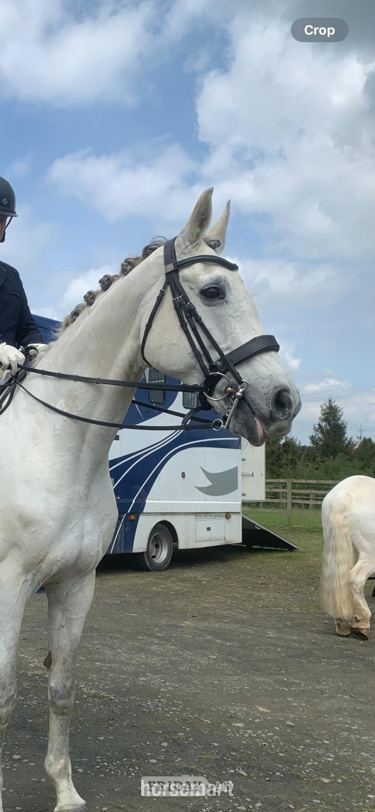 "Charlie " Grey Gelding Schoolmaster - Horses