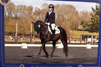 "Flash " Bay Gelding Dressage Horse