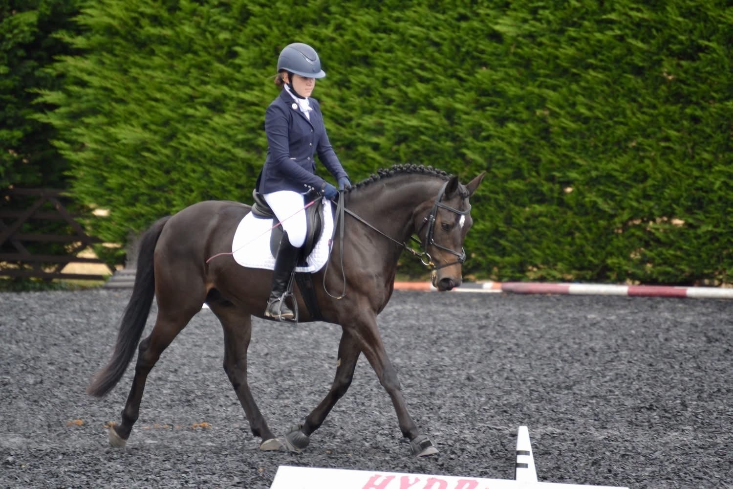 Chipping Sodbury "Flash " Bay Gelding Dressage Horse