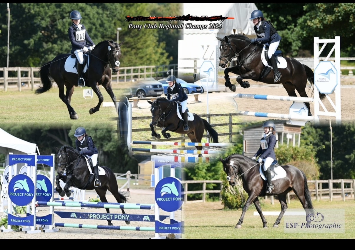 "Flash " Bay Gelding Dressage Horse - Horses