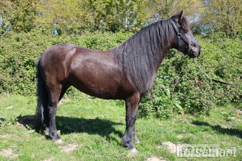 "Minnie" Black Mare Mountain & Moorland Pony