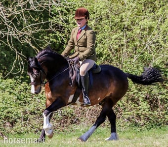 "Corstan Rapparee " Bay Gelding All Rounder