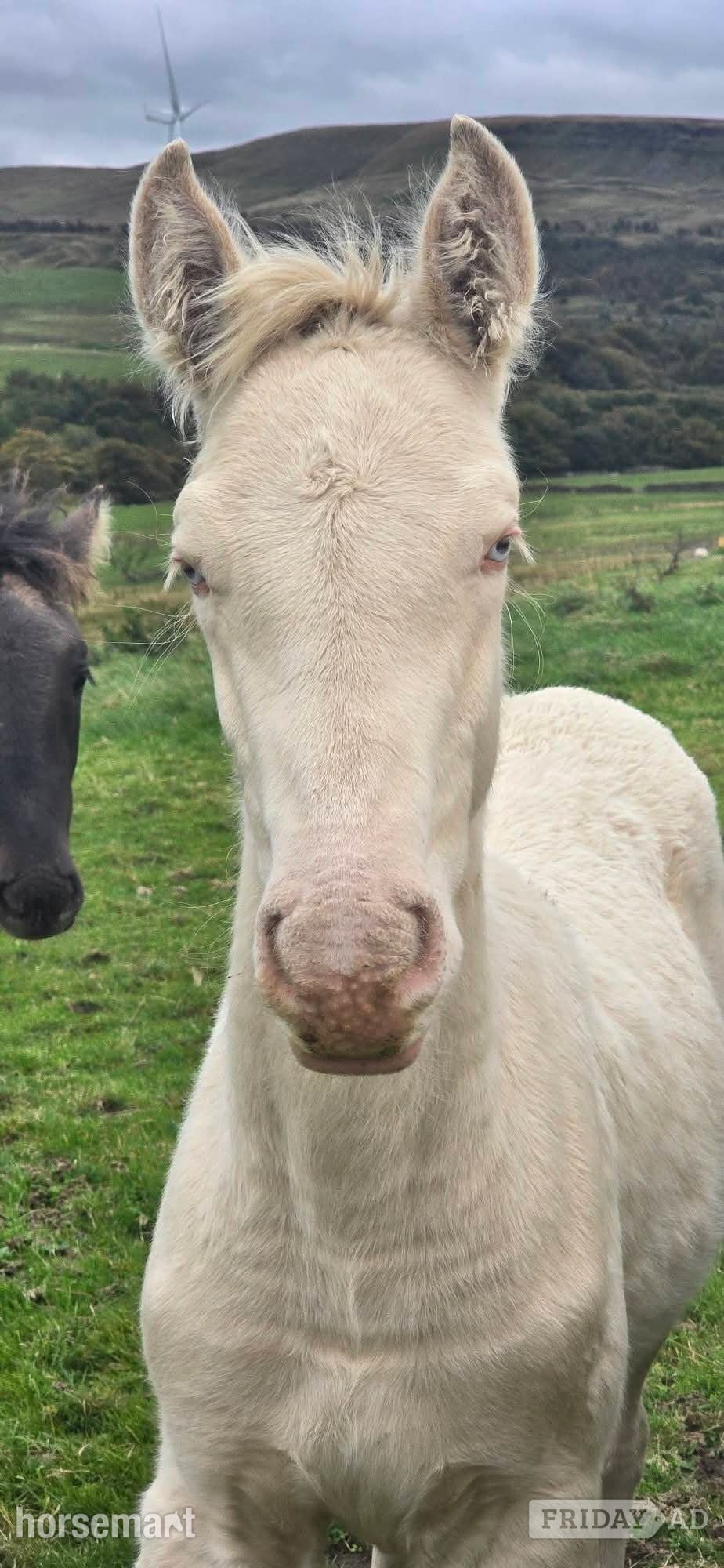 Burnley "Cream" Cremello Colt Youngstock / Foal