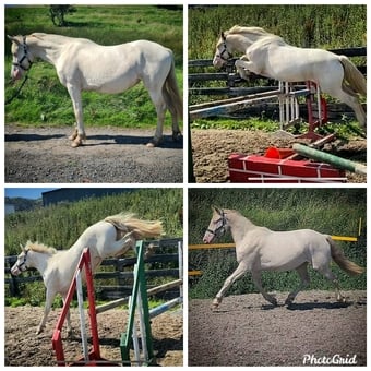 "Cream" Cremello Colt Youngstock / Foal