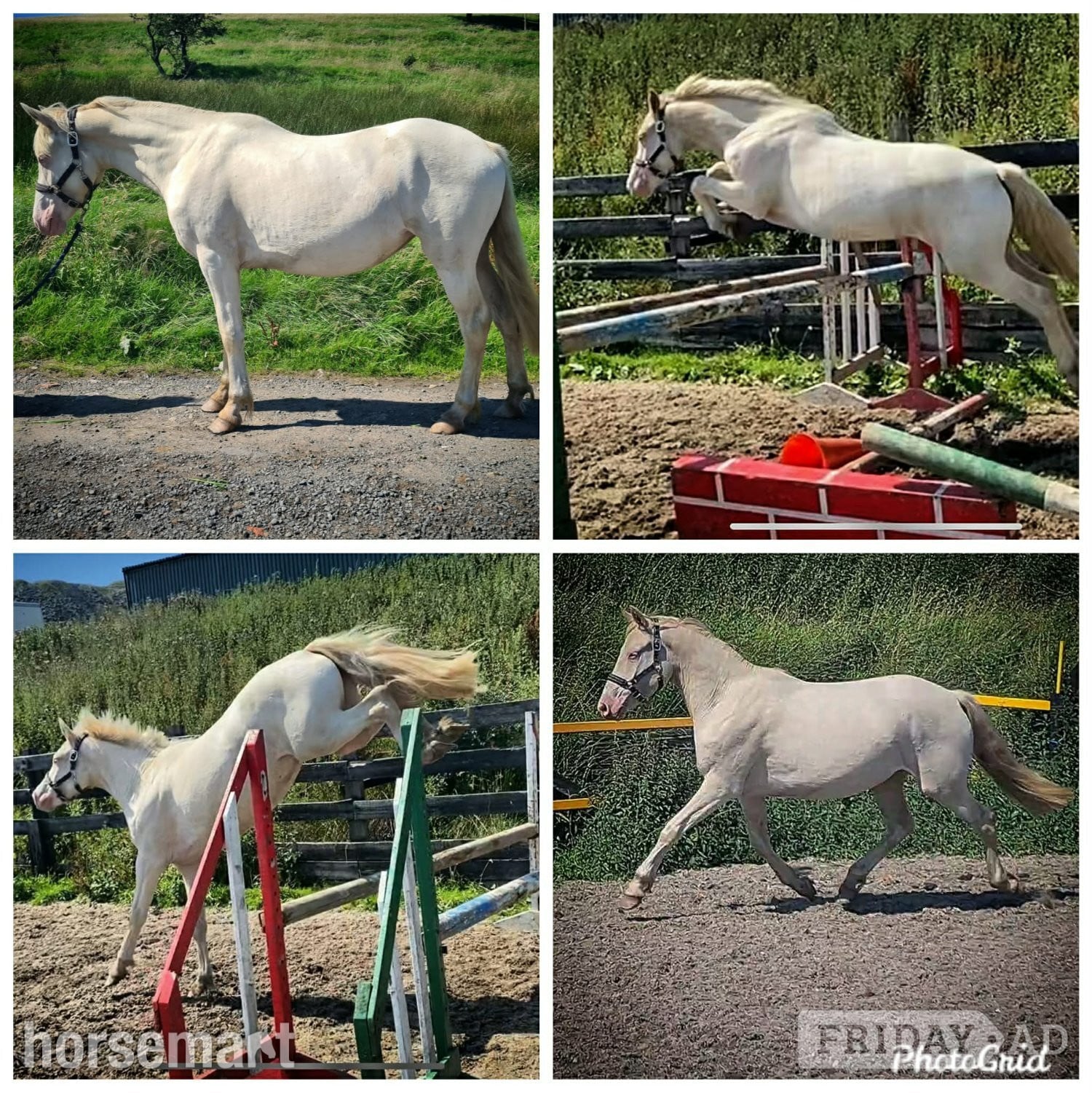 "Cream" Cremello Colt Youngstock / Foal in Burnley
