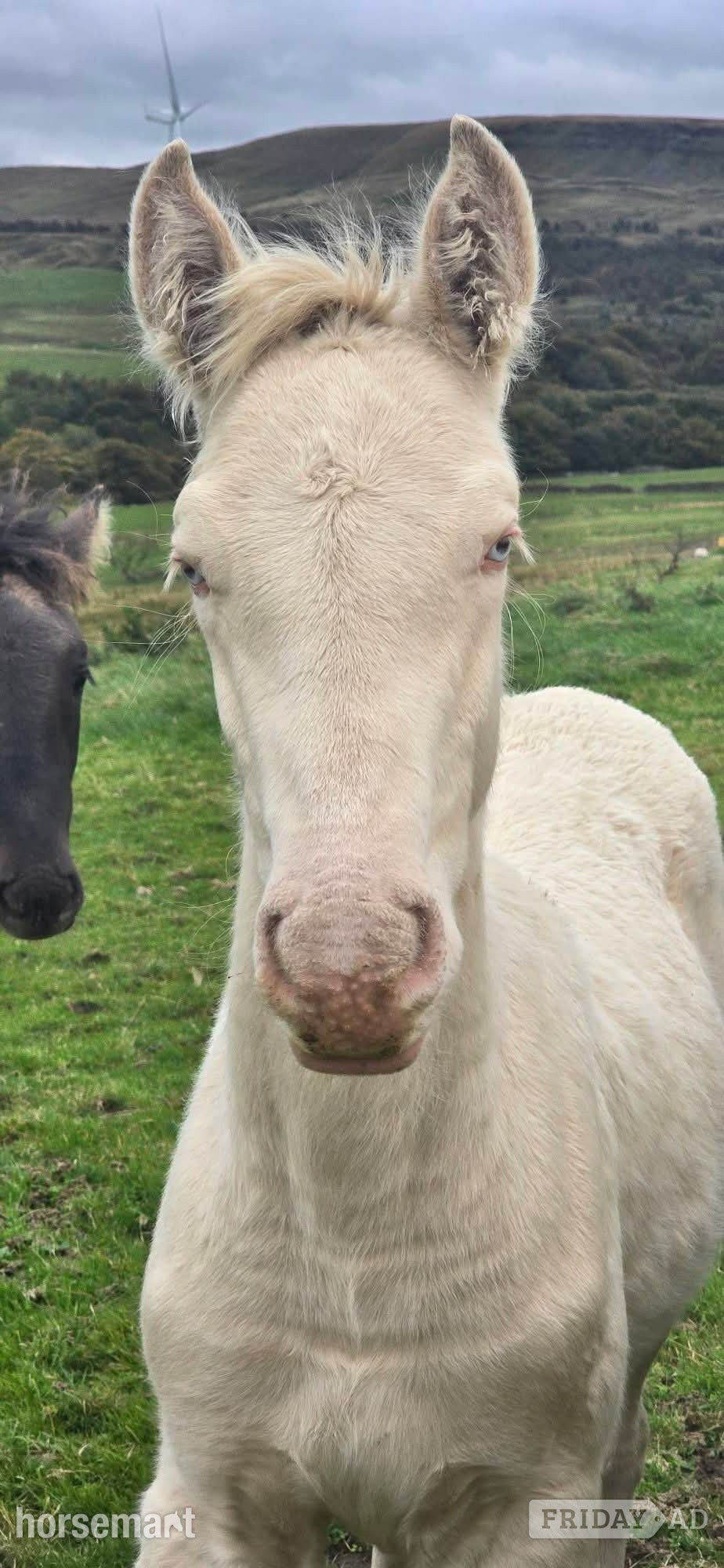 Burnley "Cream" Cremello Colt Youngstock / Foal