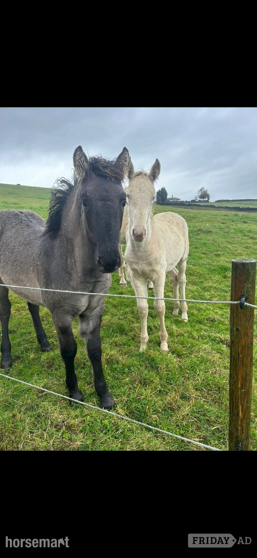 "Cream" Cremello Colt Youngstock / Foal - Horses in Burnley