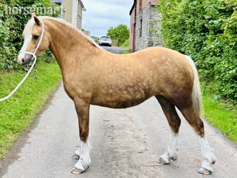 "Edwfach First Lady" Palomino Filly Mountain & Moorland Pony