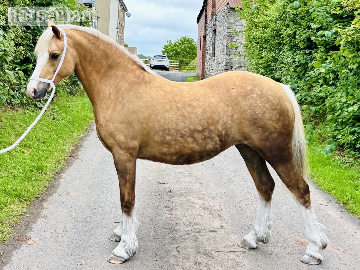 "Edwfach First Lady" Palomino Filly Mountain & Moorland Pony in Brecon