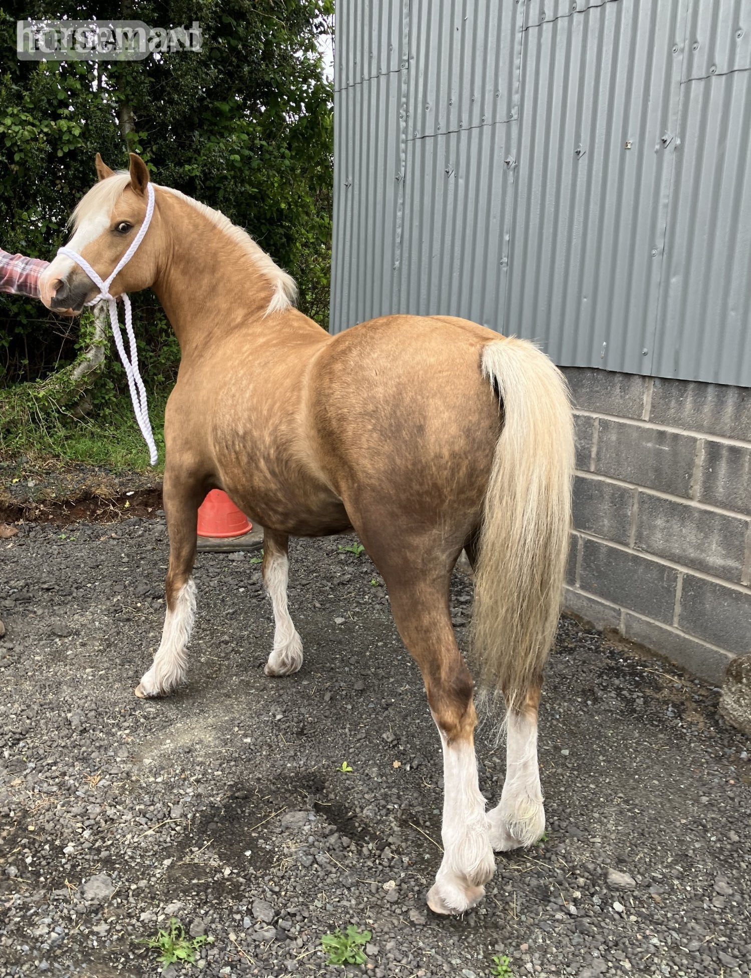 "Edwfach First Lady" Palomino Filly Mountain & Moorland Pony