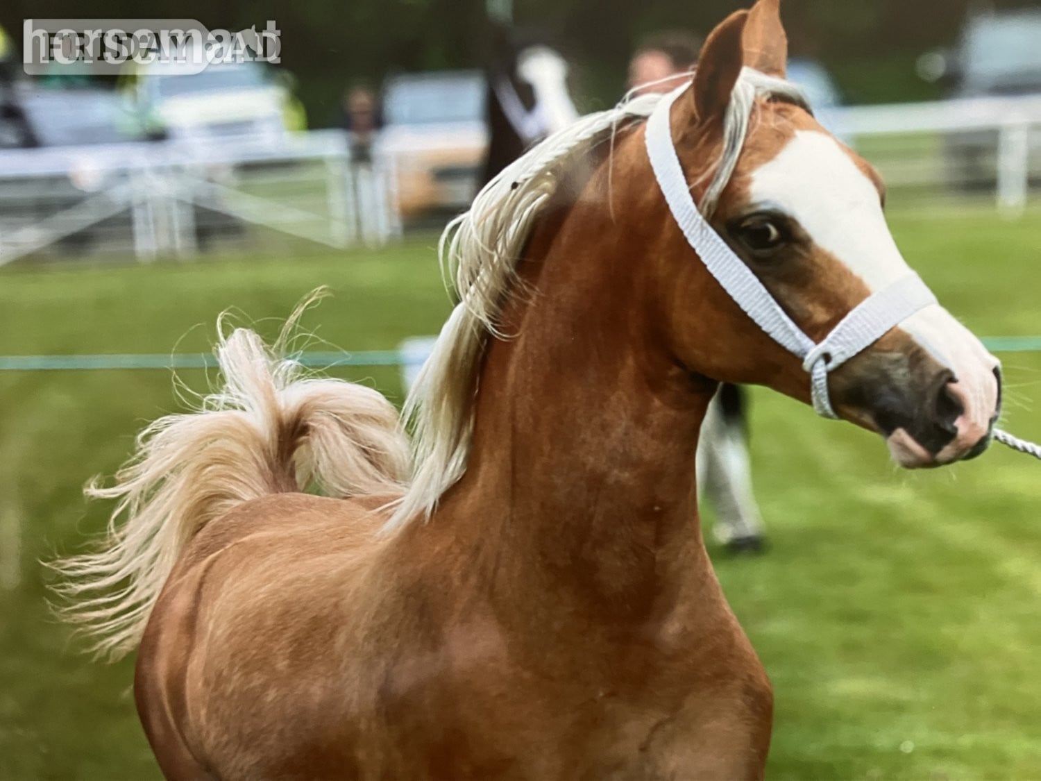 Brecon "Edwfach First Lady" Palomino Filly Mountain & Moorland Pony