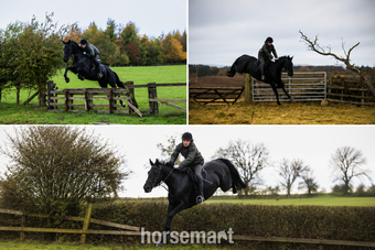 "Callie" Black Mare All Rounder