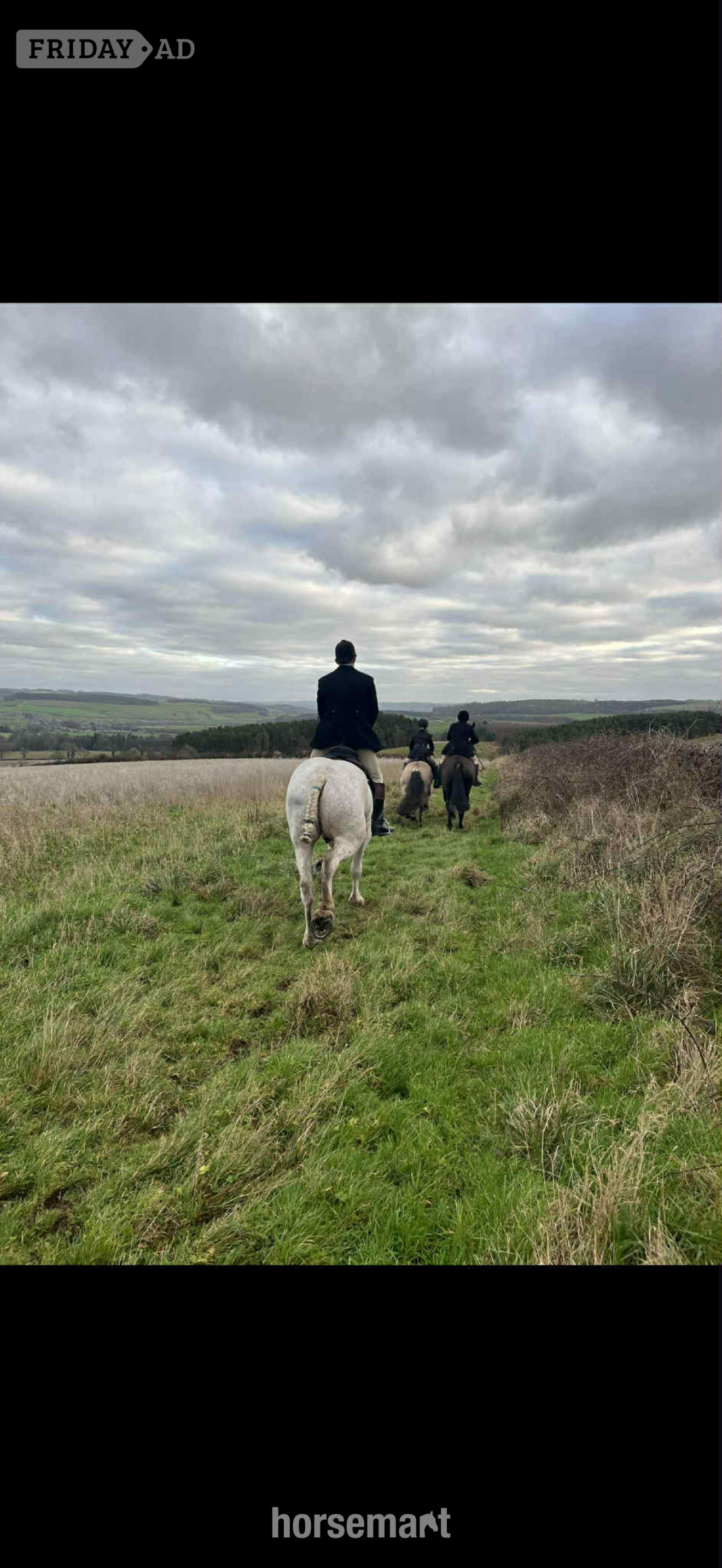 Newcastle u-Tyne "Callie" Black Mare All Rounder