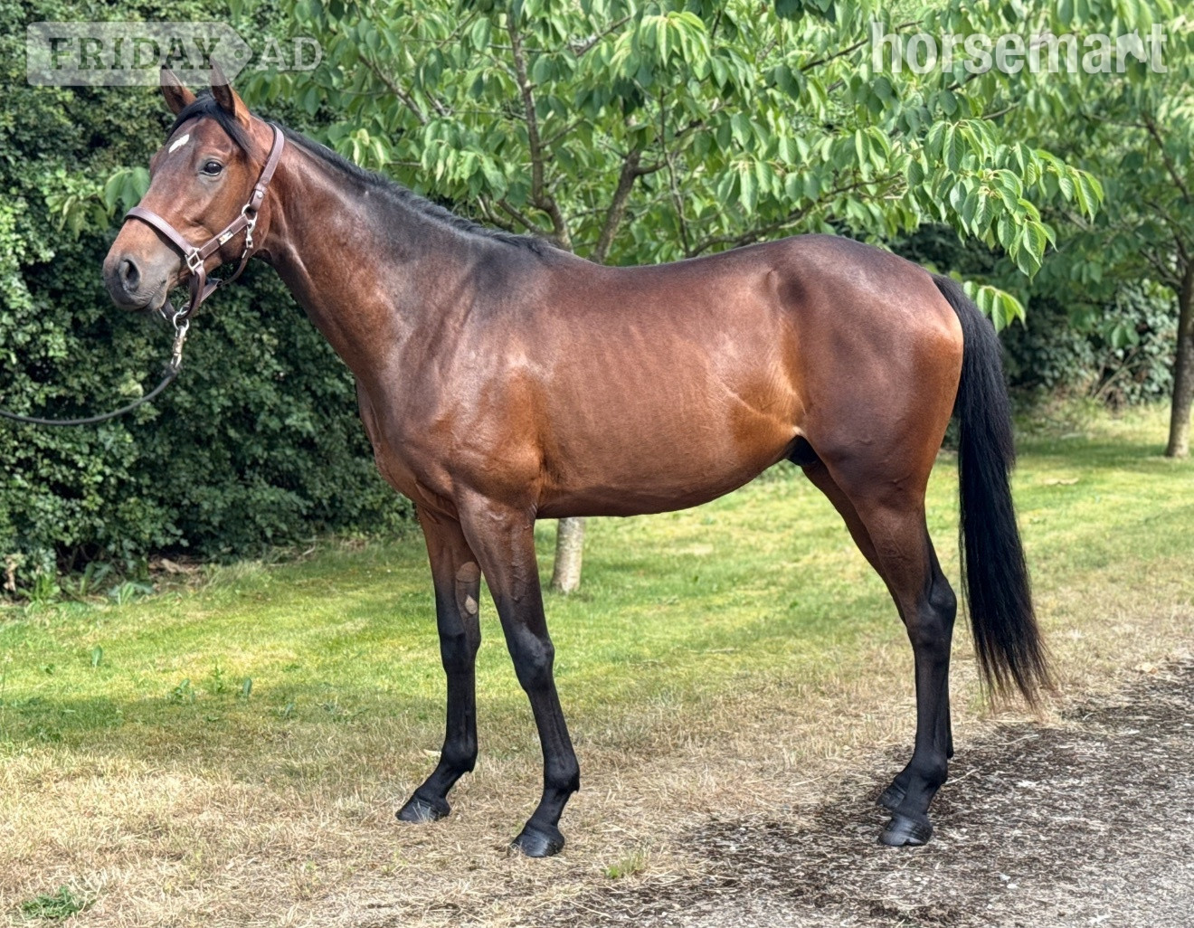 "Un-named " Bay Colt Youngstock / Foal in Gillingham