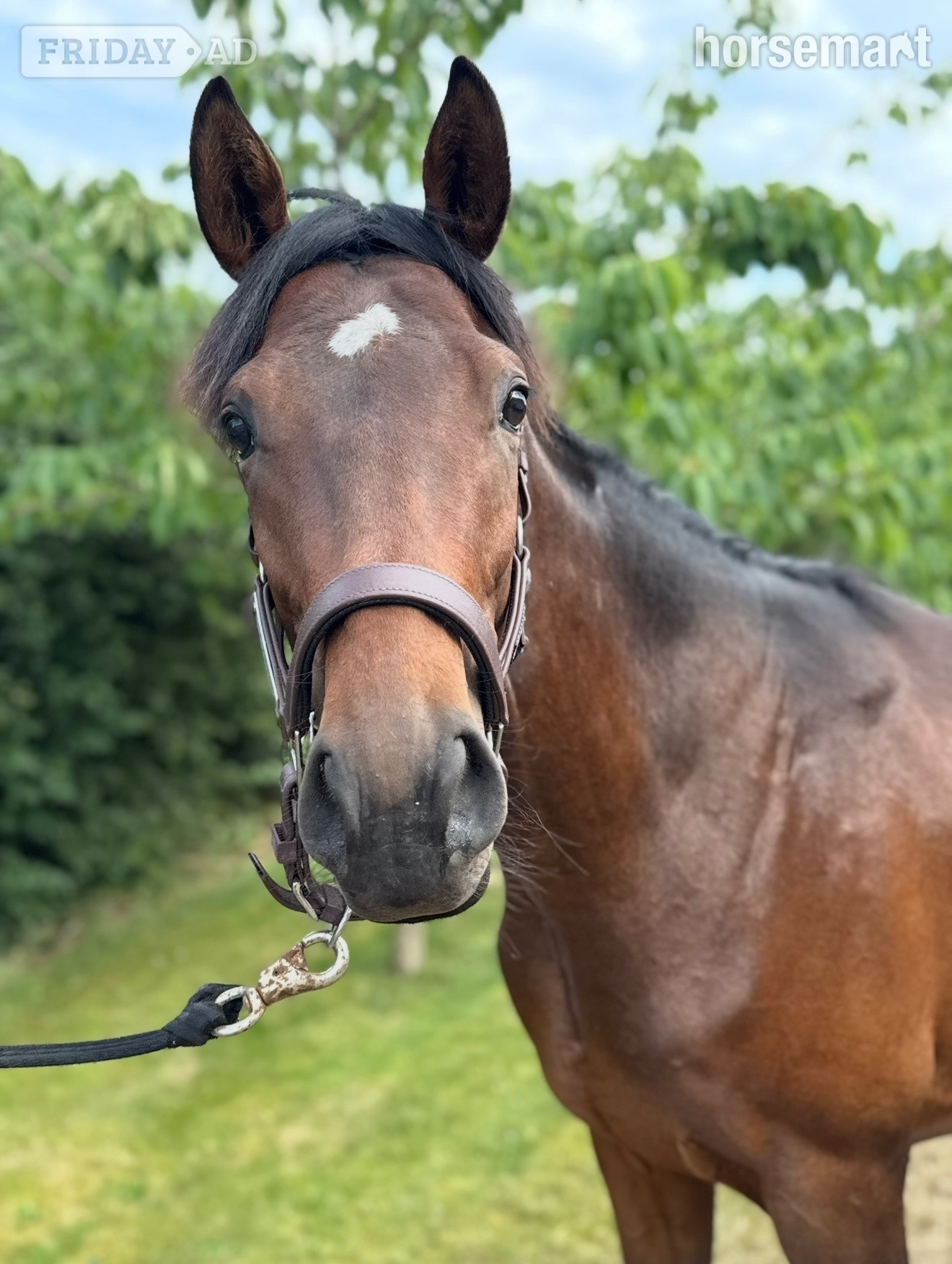 "Un-named " Bay Colt Youngstock / Foal
