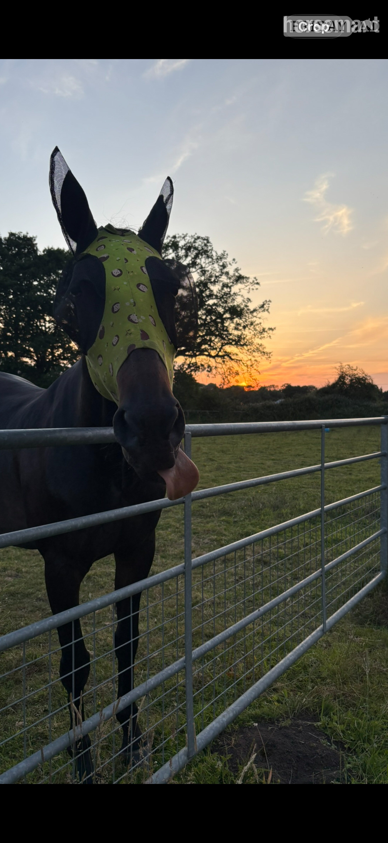 Jack for share, Pirbright  in Pirbright