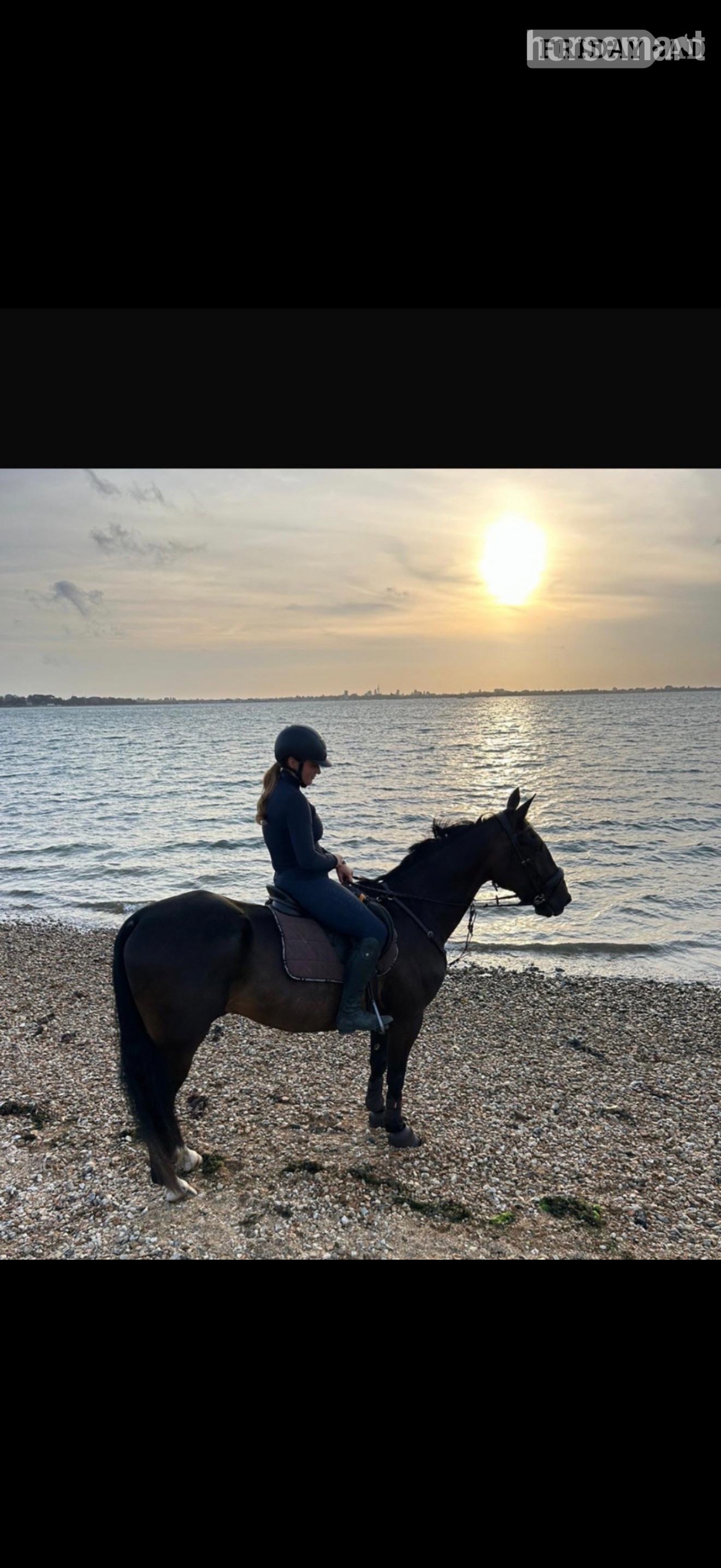 Jack for share, Pirbright  - Horses in Pirbright