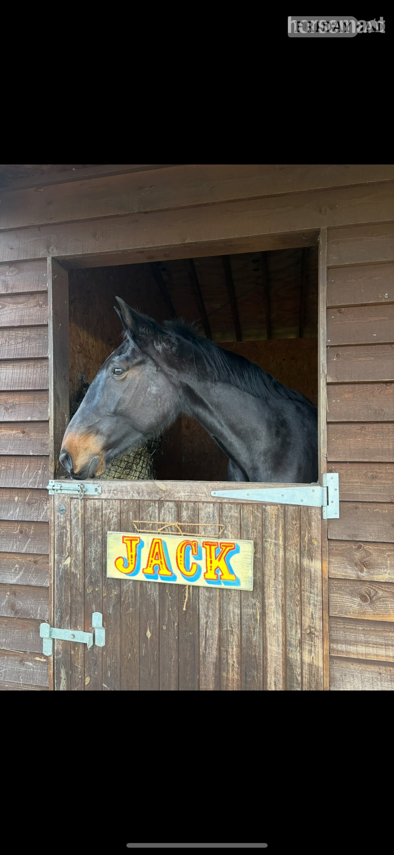 Jack for share, Pirbright  - Horses