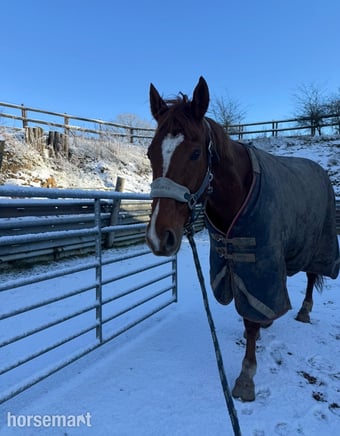 "Harry" Chestnut Gelding Family Horse