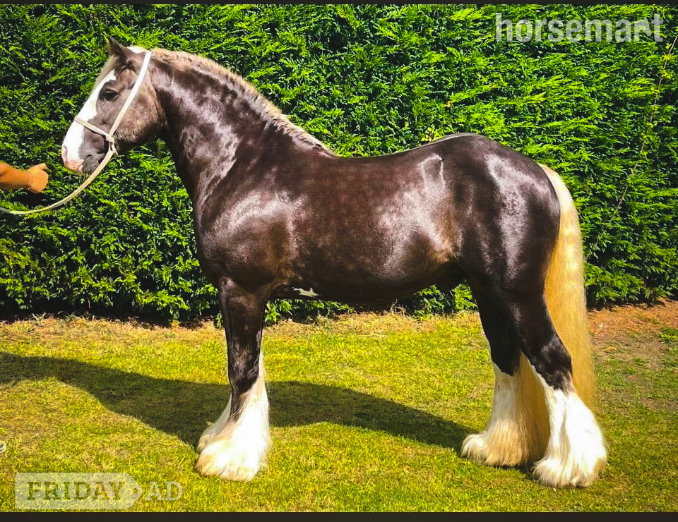 "The Duke Of Earl " Silver Dun Stallion Driving Horse
