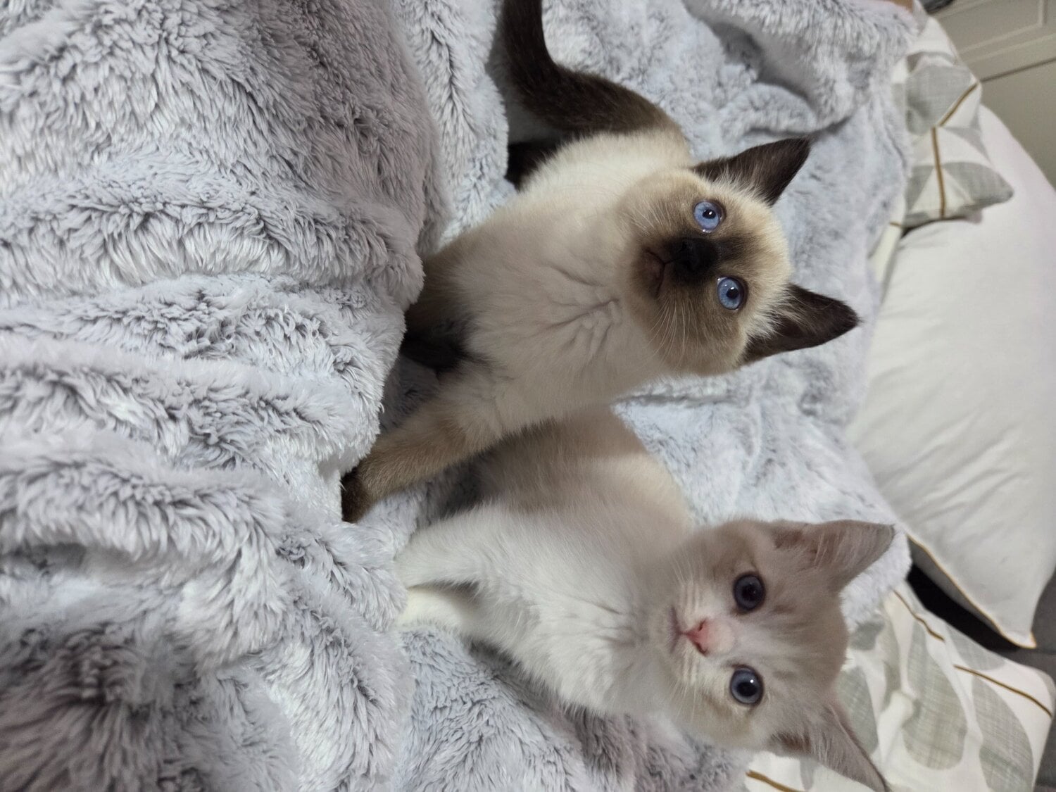 Stunning Ragdoll kittens 