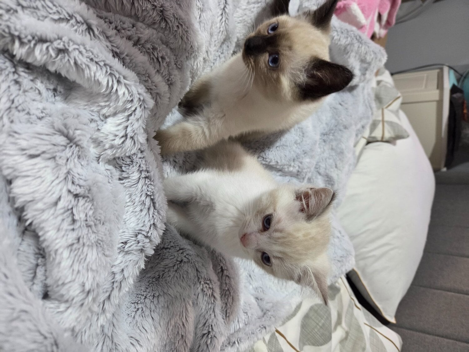 London Stunning Ragdoll kittens 