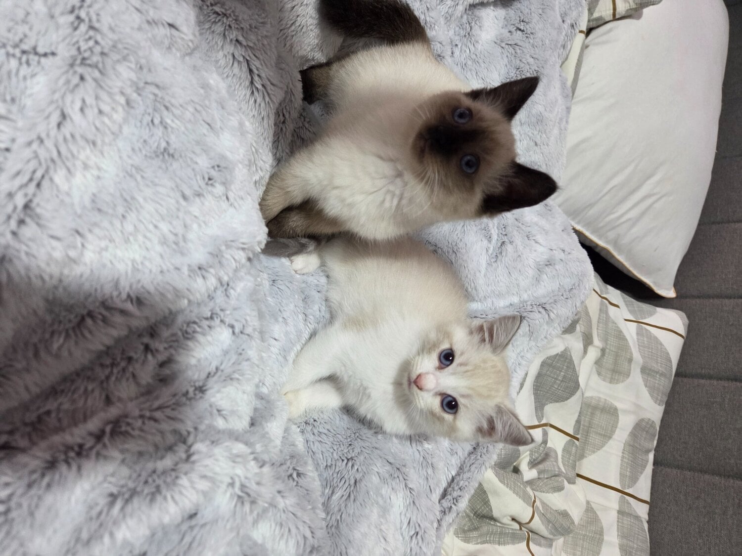 Stunning Ragdoll kittens  - Cats & Kittens in London