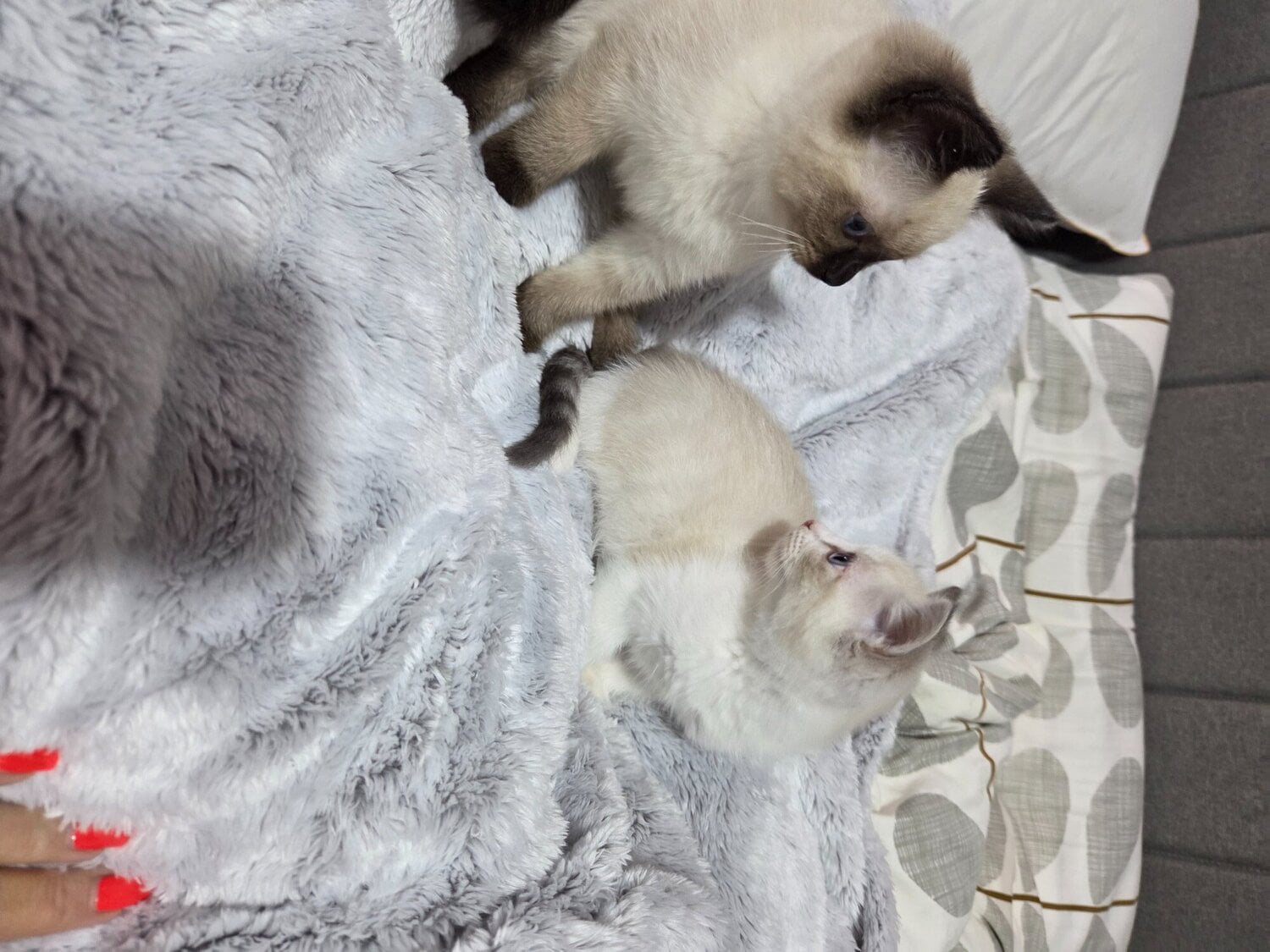Stunning Ragdoll kittens  - Cats & Kittens