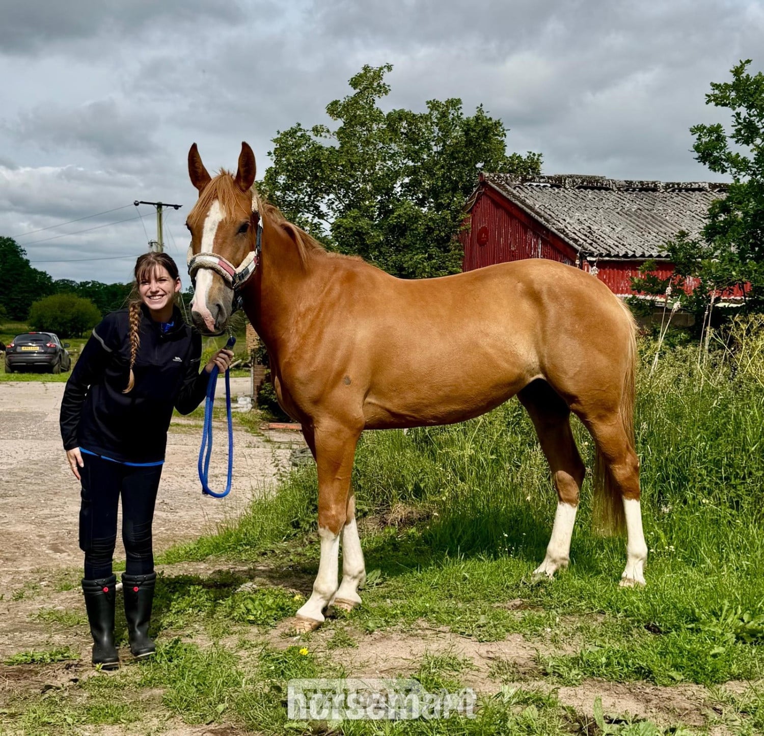Telford "Giraffe " Chestnut Roan Mare Young Sport Horse