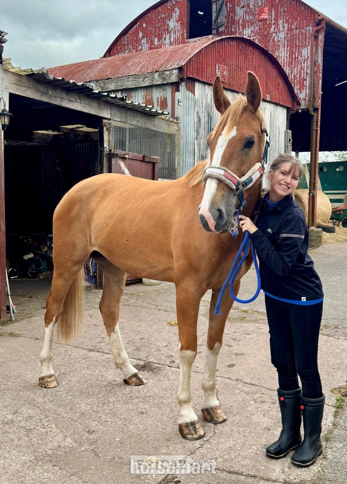 "Giraffe " Chestnut Roan Mare Young Sport Horse in Telford